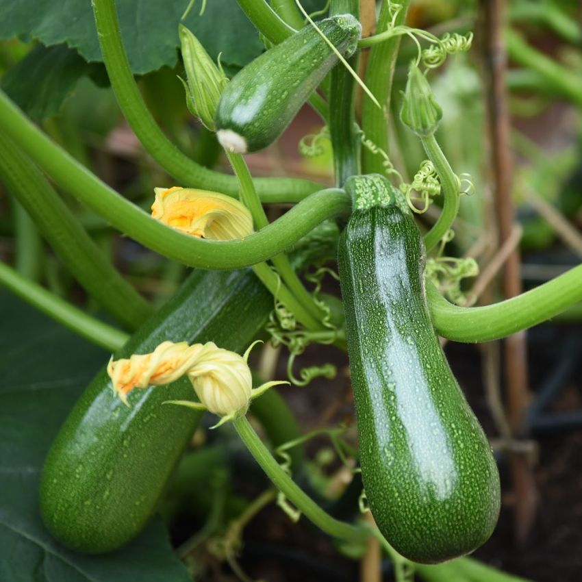 Zucchini 'Black Forest'