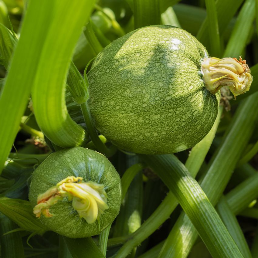 Zucchini 'Round Beauty'