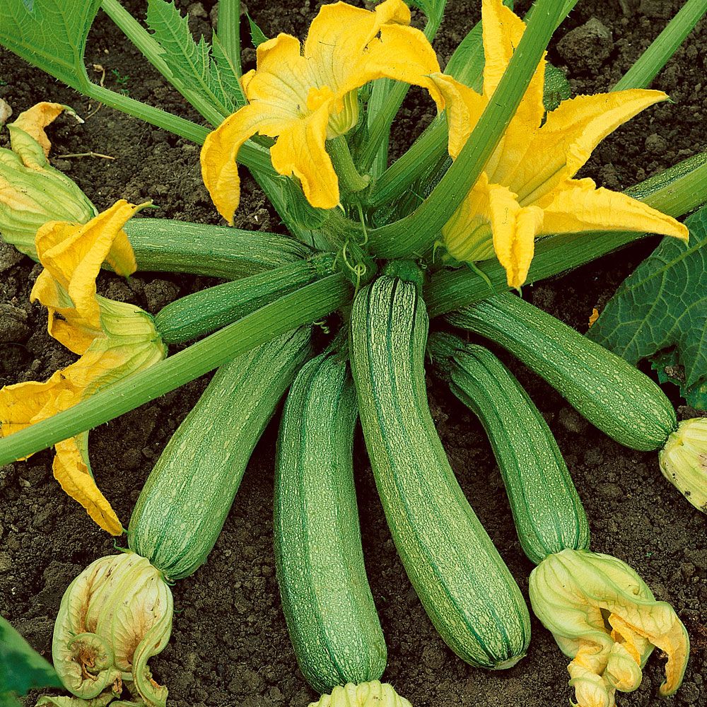 Zucchini 'Genovese'