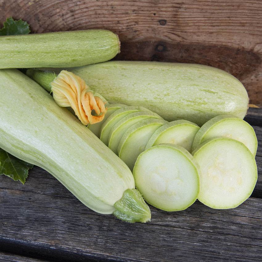 Zucchini 'Lungo bianco di Sicilia'