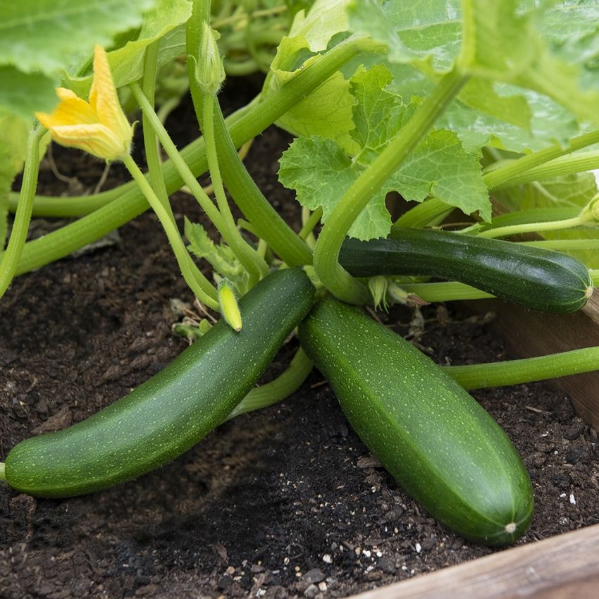 Zucchini 'Dunja'