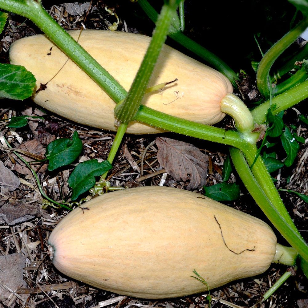 Kürbis 'Pink Banana Jumbo'