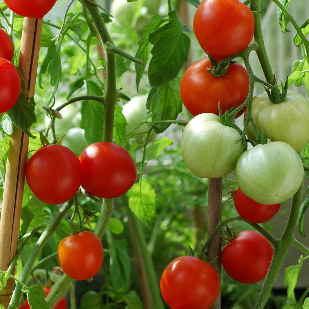 Freilandtomate 'Promyk'