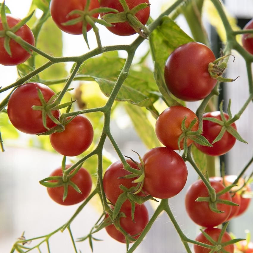 Kirschtomate 'Zuckertraube'