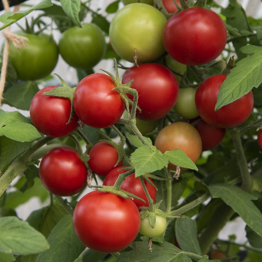 Tomate F1 'Bauna'