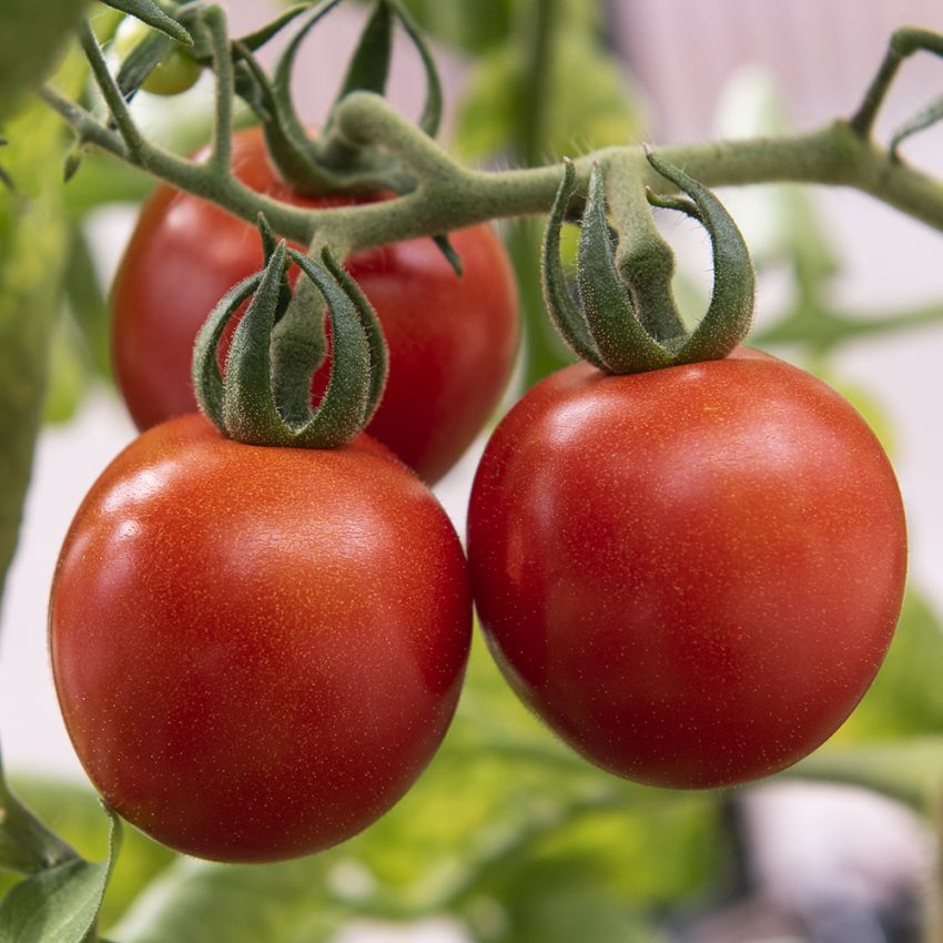 Kirschtomate 'Gardener's Delight'