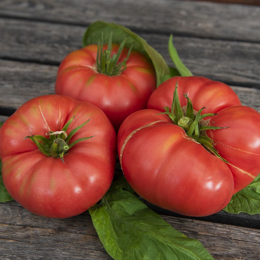 Fleischtomate 'Brandywine'