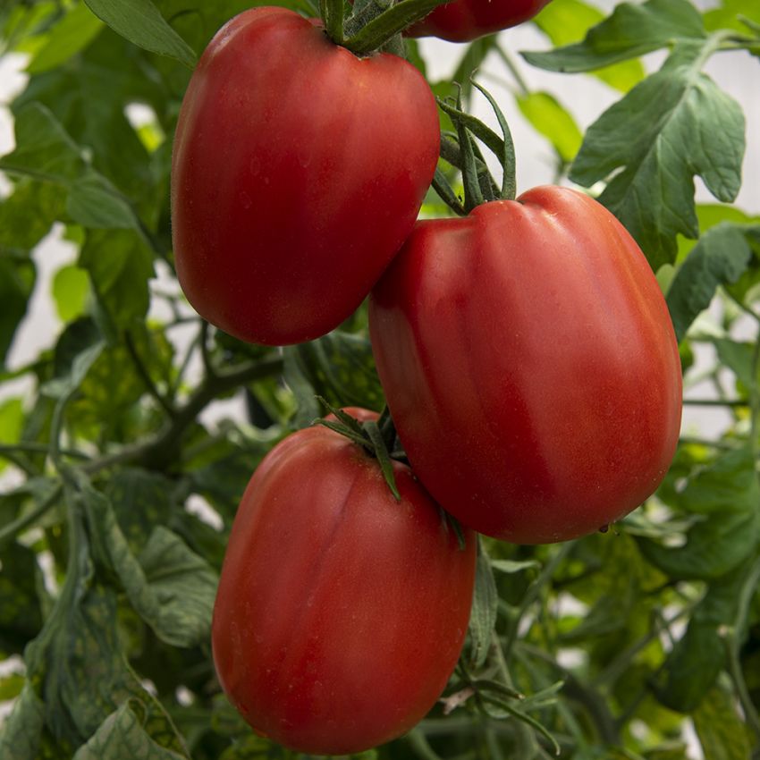 Fleischtomate 'Grifone'