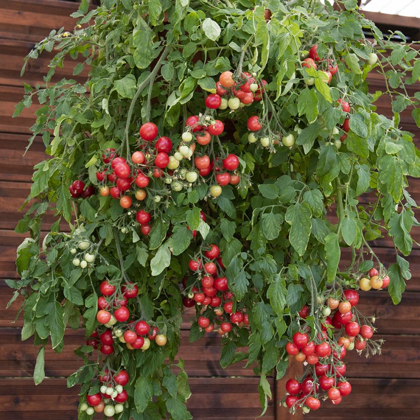 Kirschtomate 'Gartenperle'