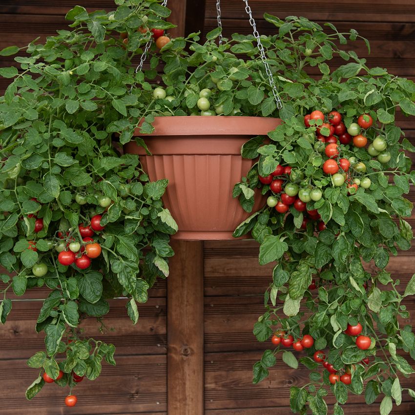 Kirschtomate 'Cherry Falls'