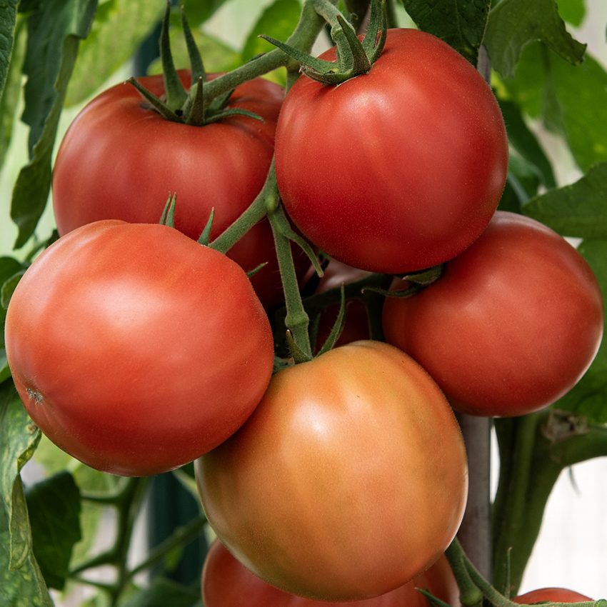 Fleischtomate F1 'Big Daddy'