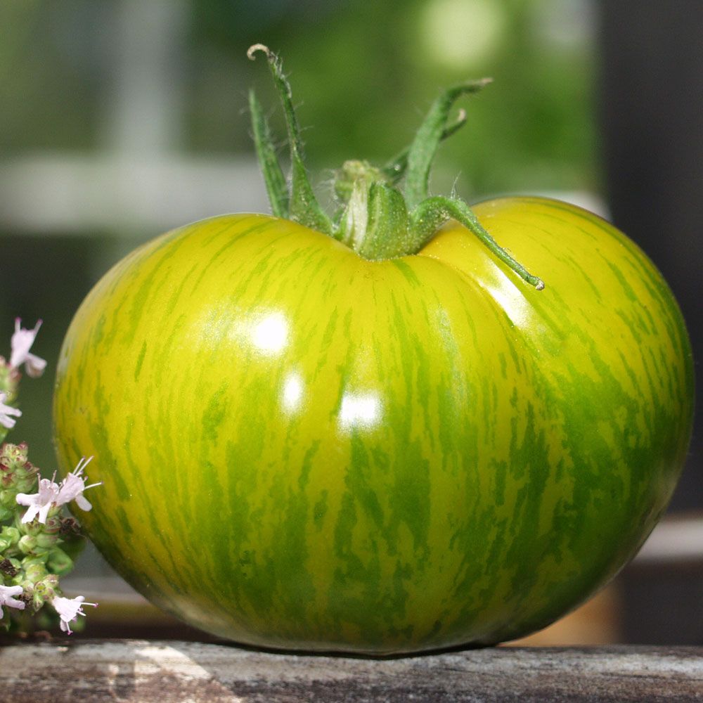 Tomate 'Green Zebra'