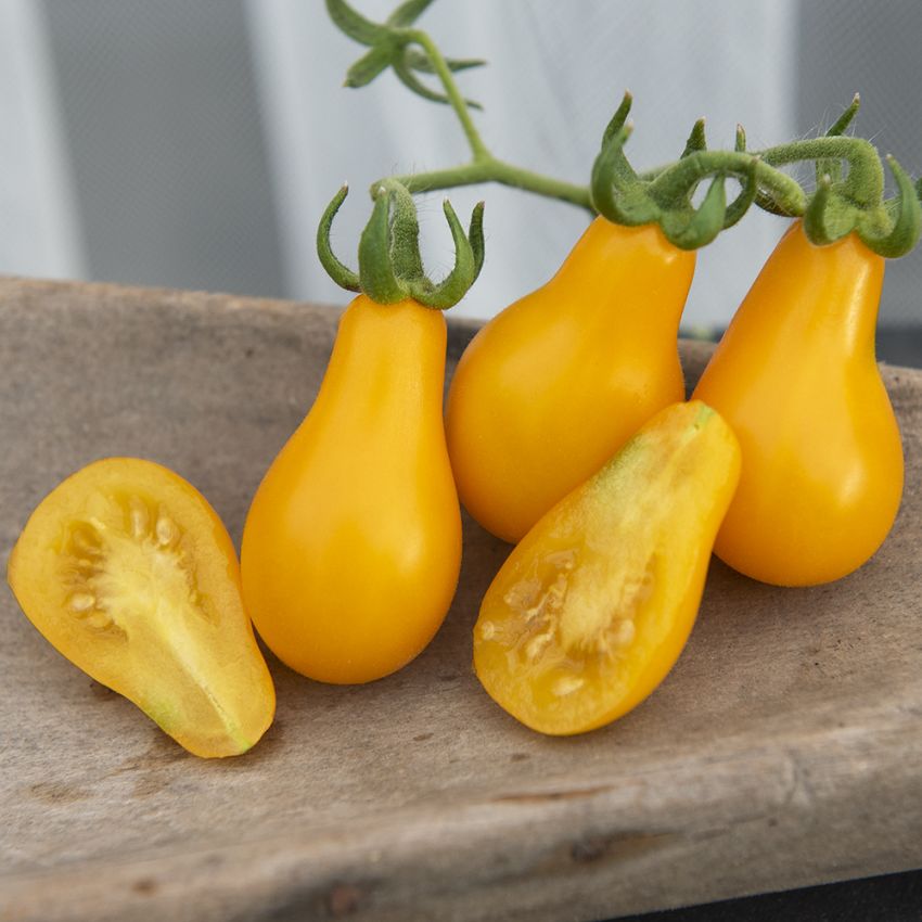 Cherrytomate 'Yellow Pearshaped'