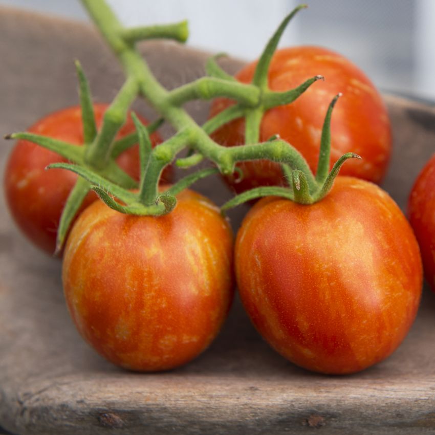 Tomate 'Tigerella'