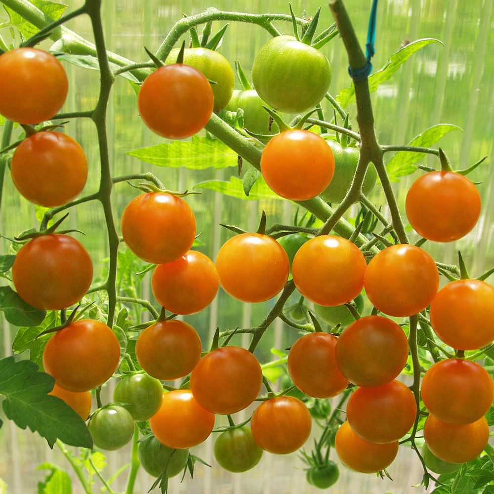 Kirschtomate F1 'Sungold'