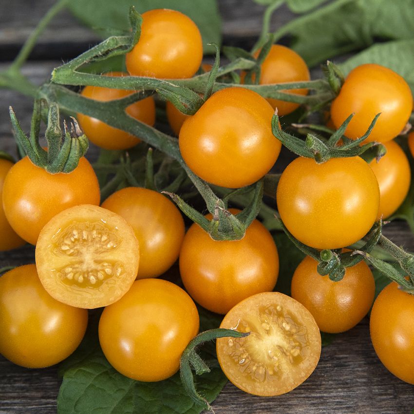 Kirschtomate 'Goldkrone'