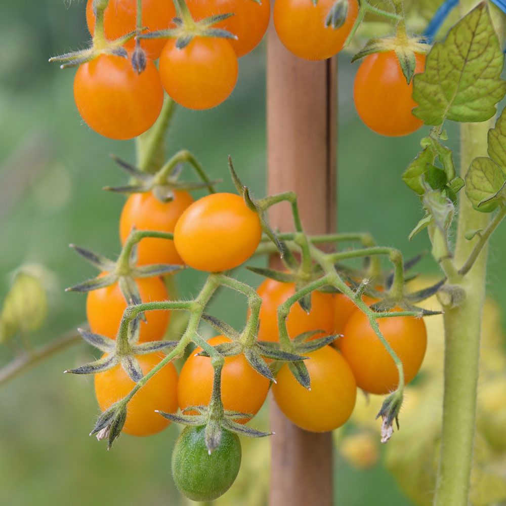 Galapagos-Tomate