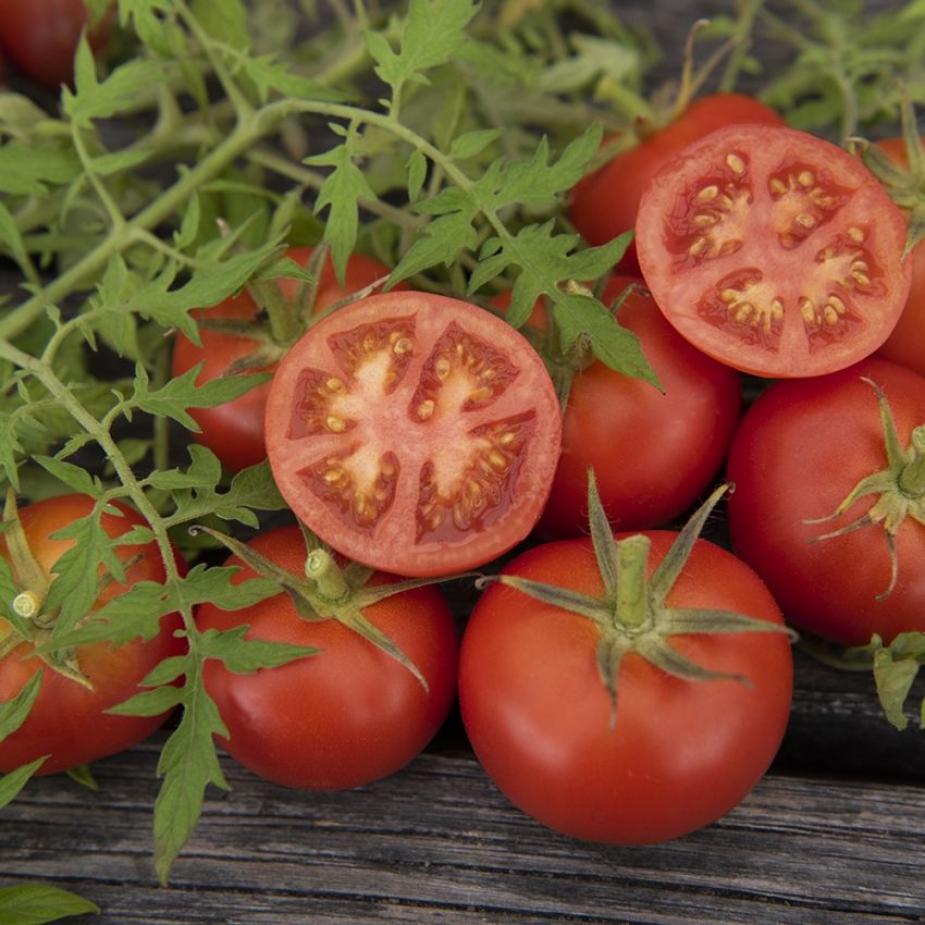 Tomate 'Silbertanne'