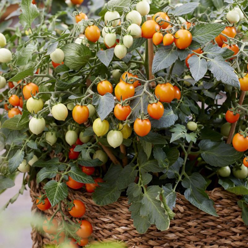 Kirschtomate 'Tiny Temptations Orange'