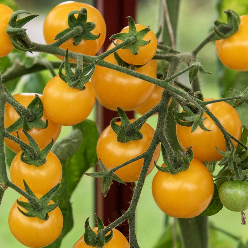 Kirschtomate 'Cereza Amarilla'