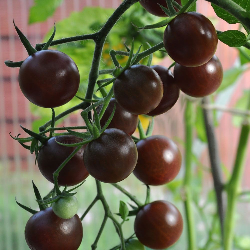 Kirschtomate 'Black Cherry'