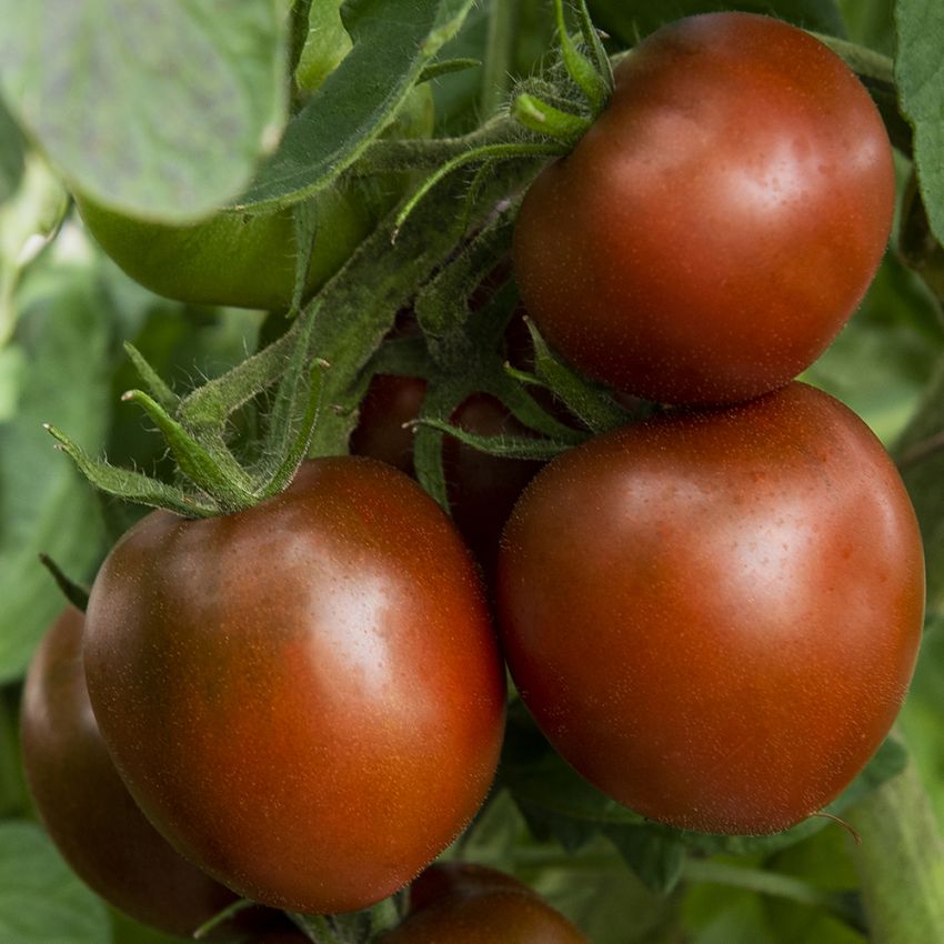 Tomate 'Black Prince'