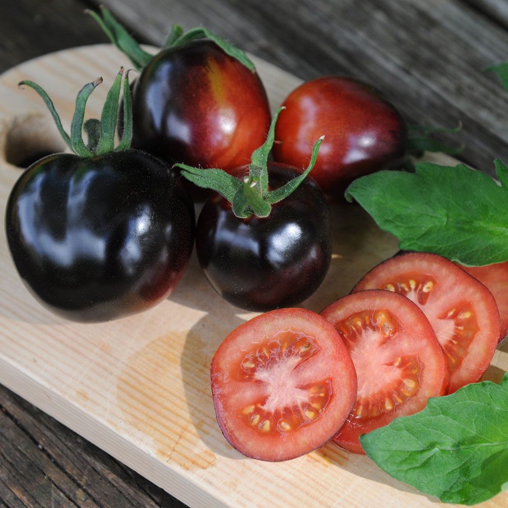 Tomate 'Indigo Rose'