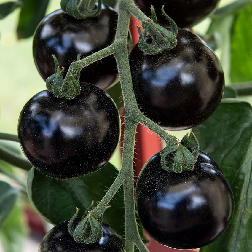 Tomate 'Blackball'