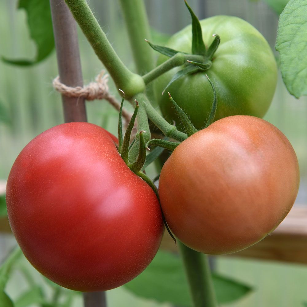 Japanische Tomate F1 'Pink Treat'