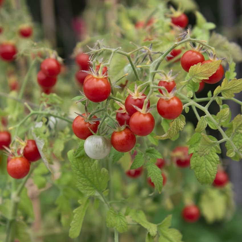 Kirschtomate F1 'Baby Boomer'