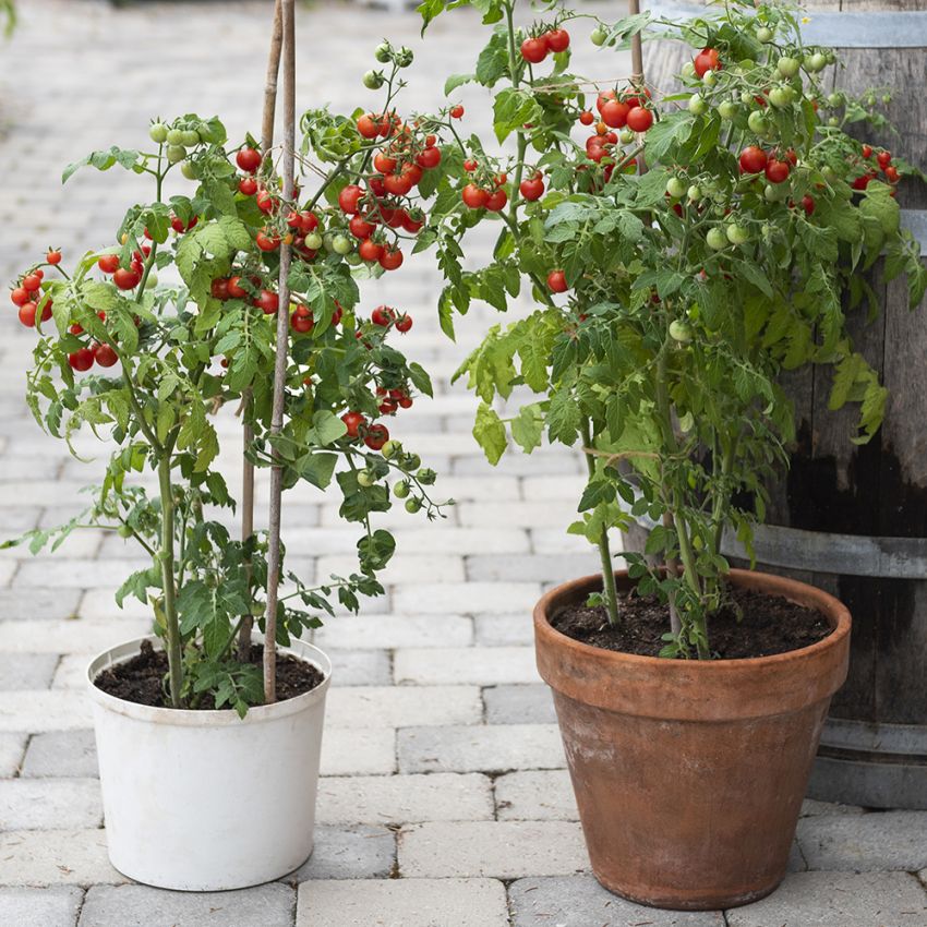 Kirschtomate F1 'Veranda Red'