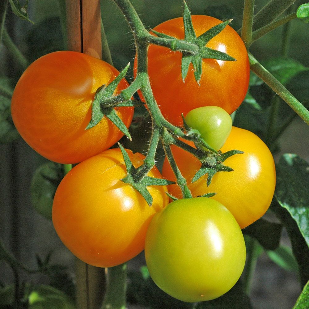 Kirschtomate 'Ola Polka'