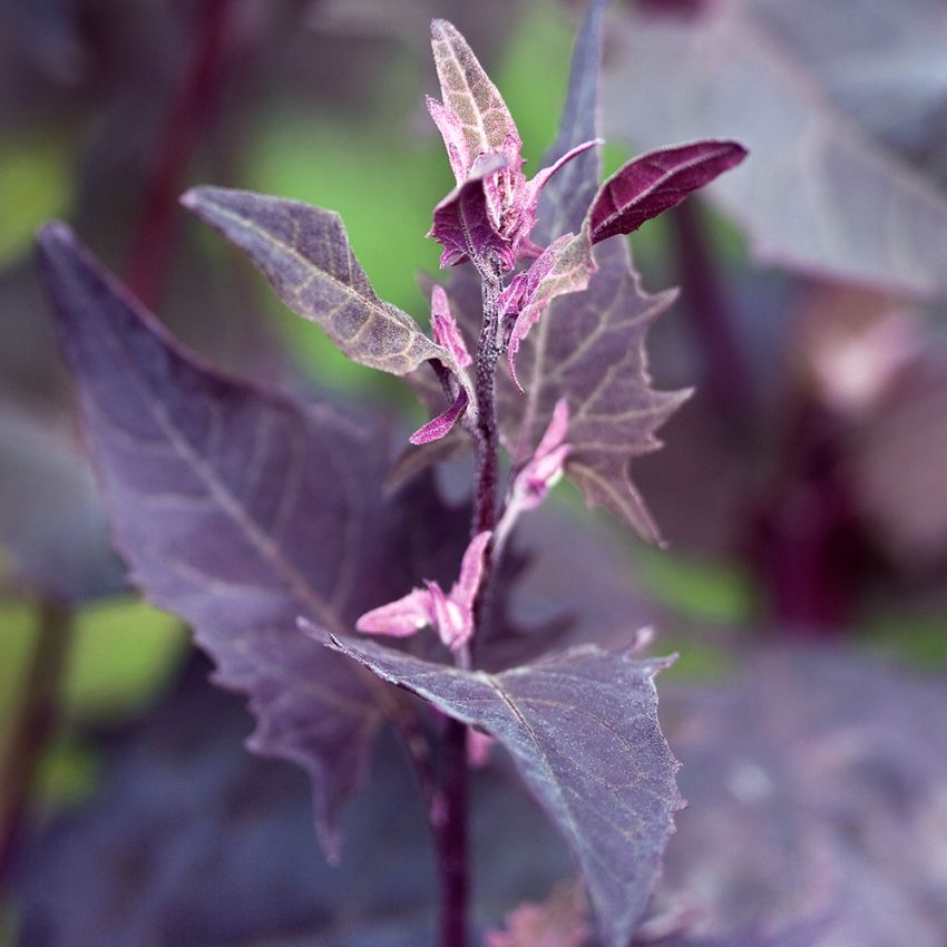 Rote Gartenmelde 'Ruby Red'