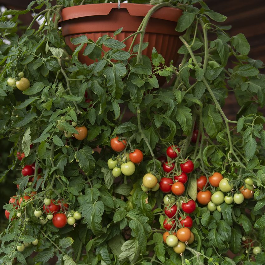 Kirschtomate 'Maskotka'