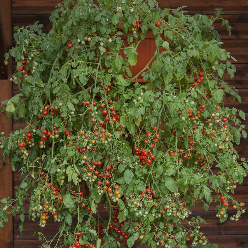 Kirschtomate 'Cherry Cascade'