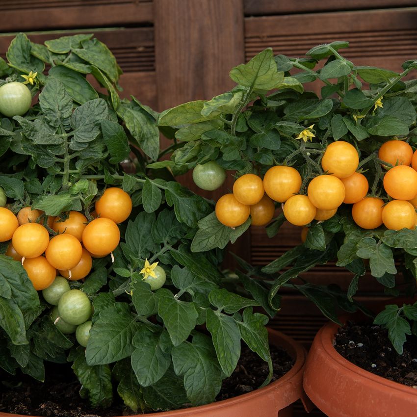 Kirschtomate 'Aztek'