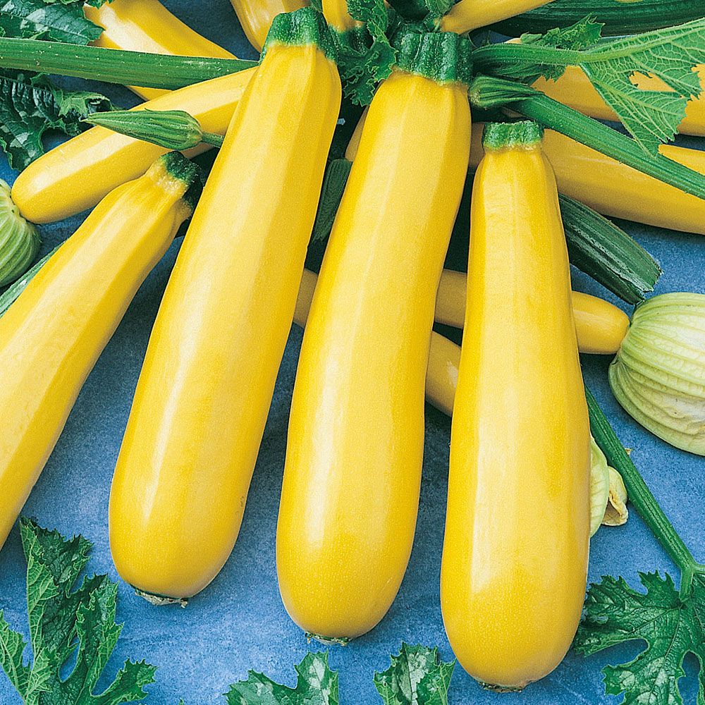 Zucchini 'Atena Polka'