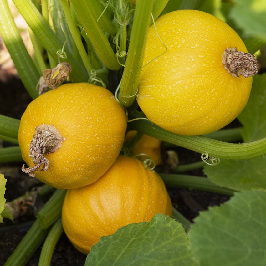 Zucchini 'Midas'