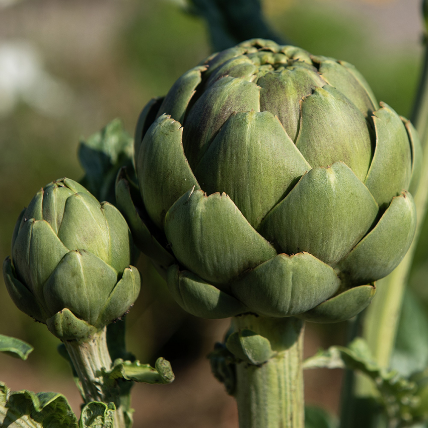 Gemüse-Artischocke 'Green Globe'