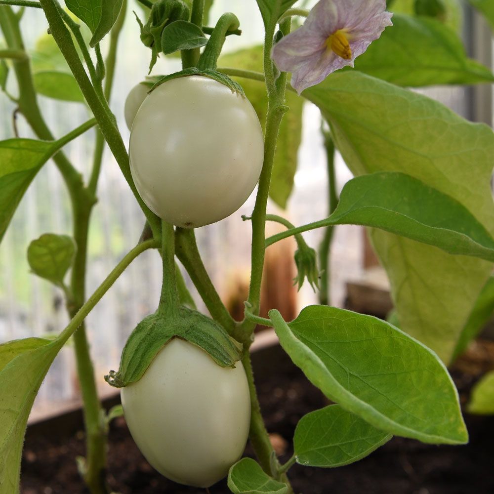 Aubergine 'Blanche Ronde à Oeuf'