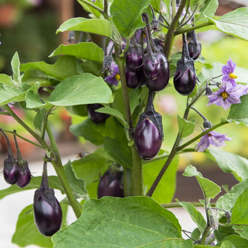 Aubergine F1 'Patio Baby'