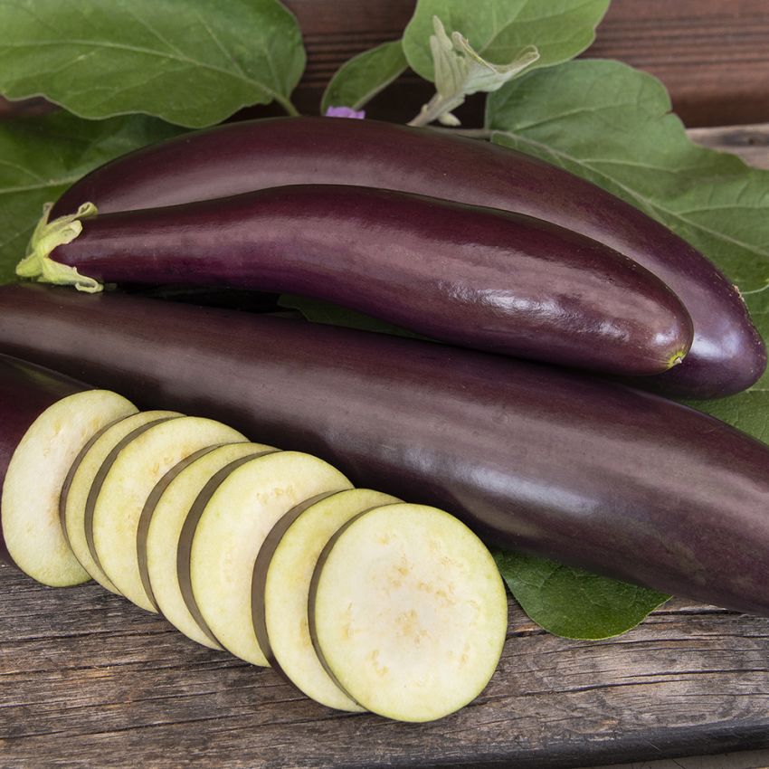 Aubergine 'Violetta lunga 3'