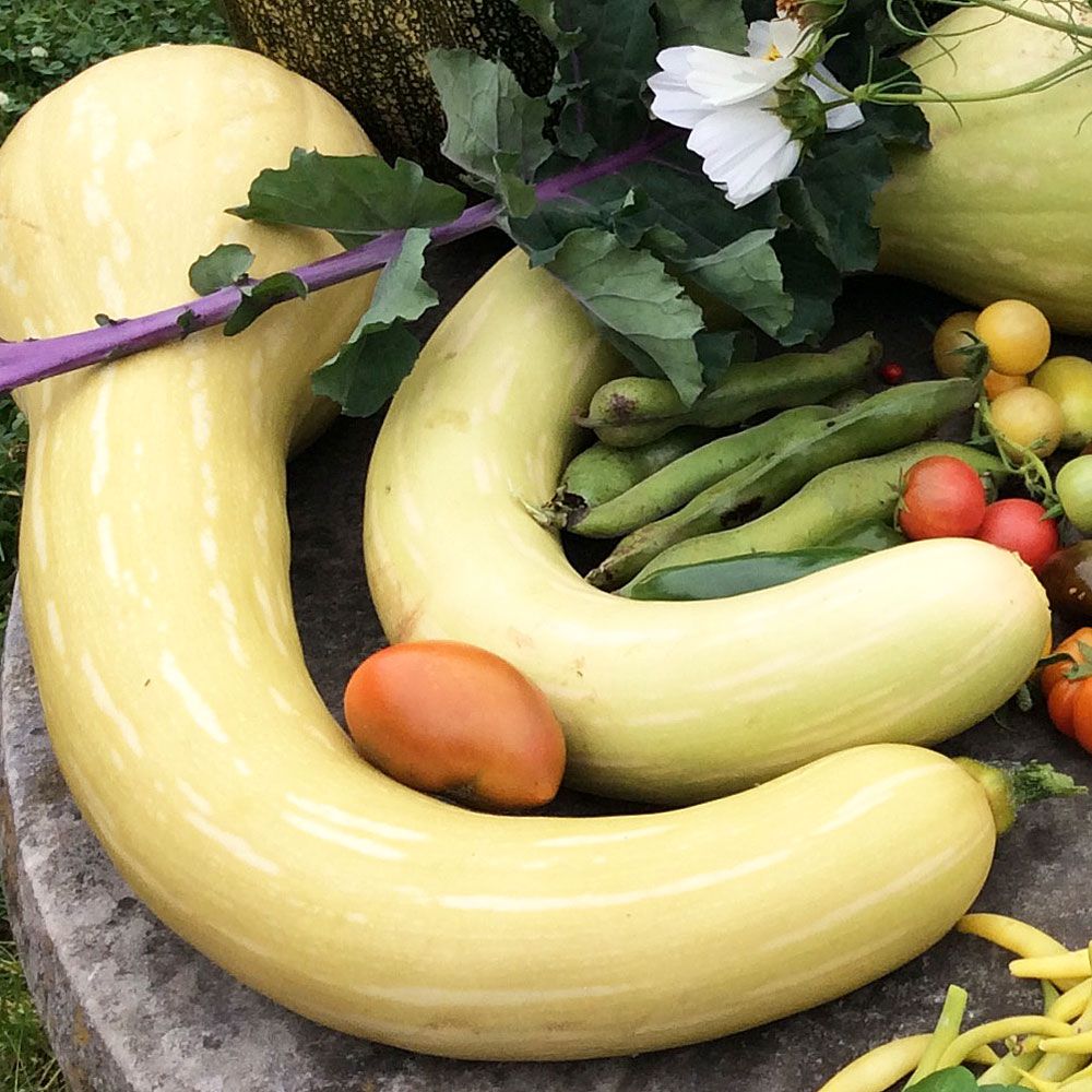 Kletterzucchini 'Tromboncino'