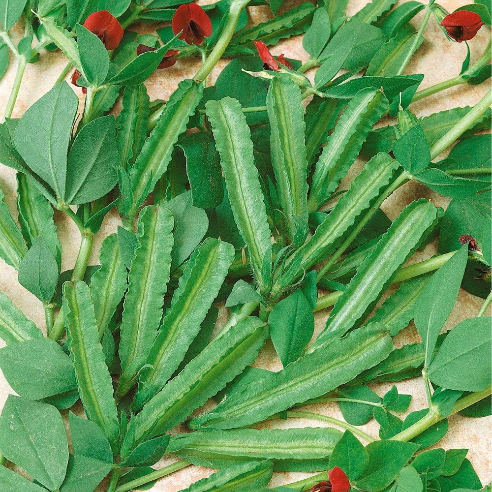 Spargelbohne 'Winged Bean'