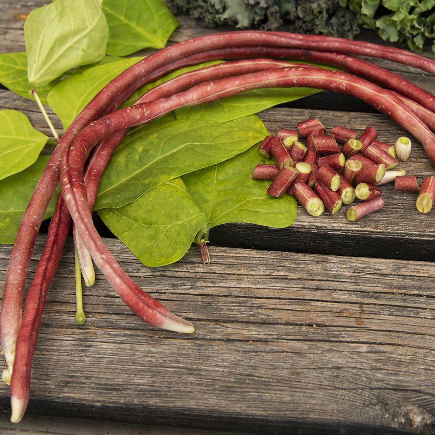 Spargelbohne 'Metro Purple Pod'