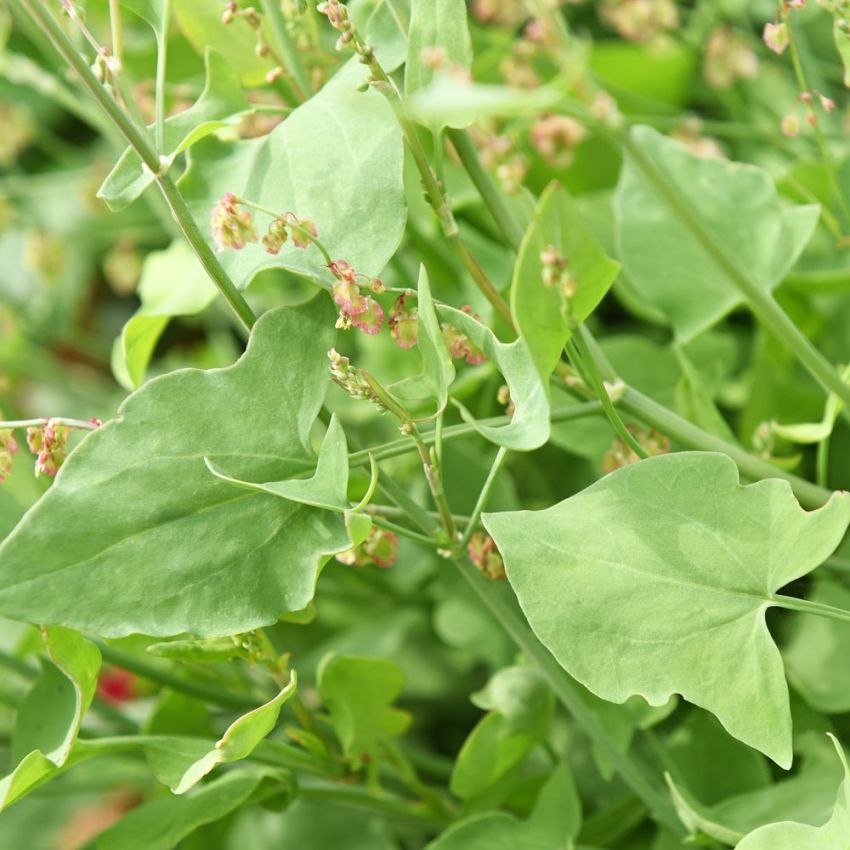 Schildampfer 'Silver Leaf'