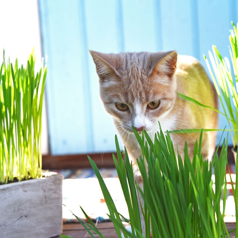 Katzengras