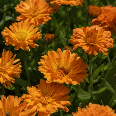 Ringelblume 'Ball's Orange'