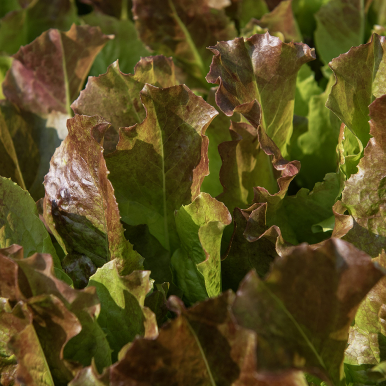 Pflücksalat 'Biscia Rossa'