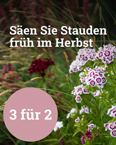 Säen Sie Stauden früh im Herbst - 3 für 2